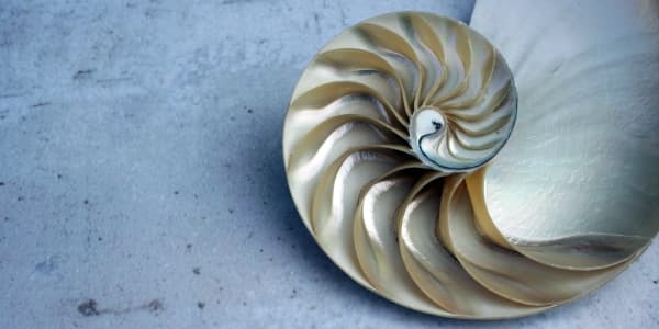 The Golden Ratio