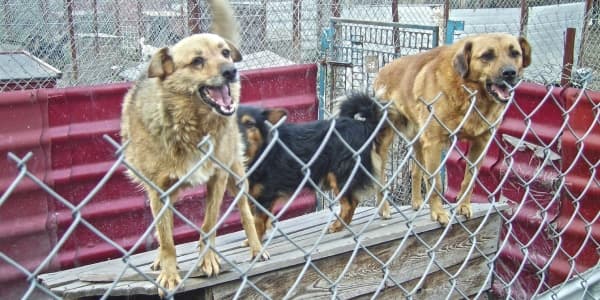 South Korea’s final summer with dog meat