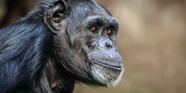 Why protecting rescued West African chimps at Liberia’s Second Chance refuge matters