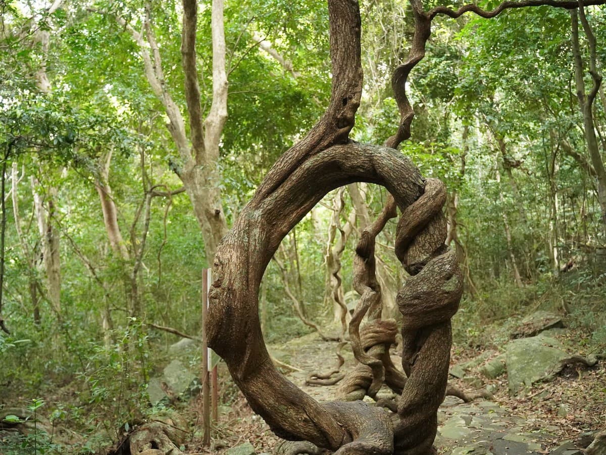 Strange Vines and Rich Life in Con Dao’s Old Forest