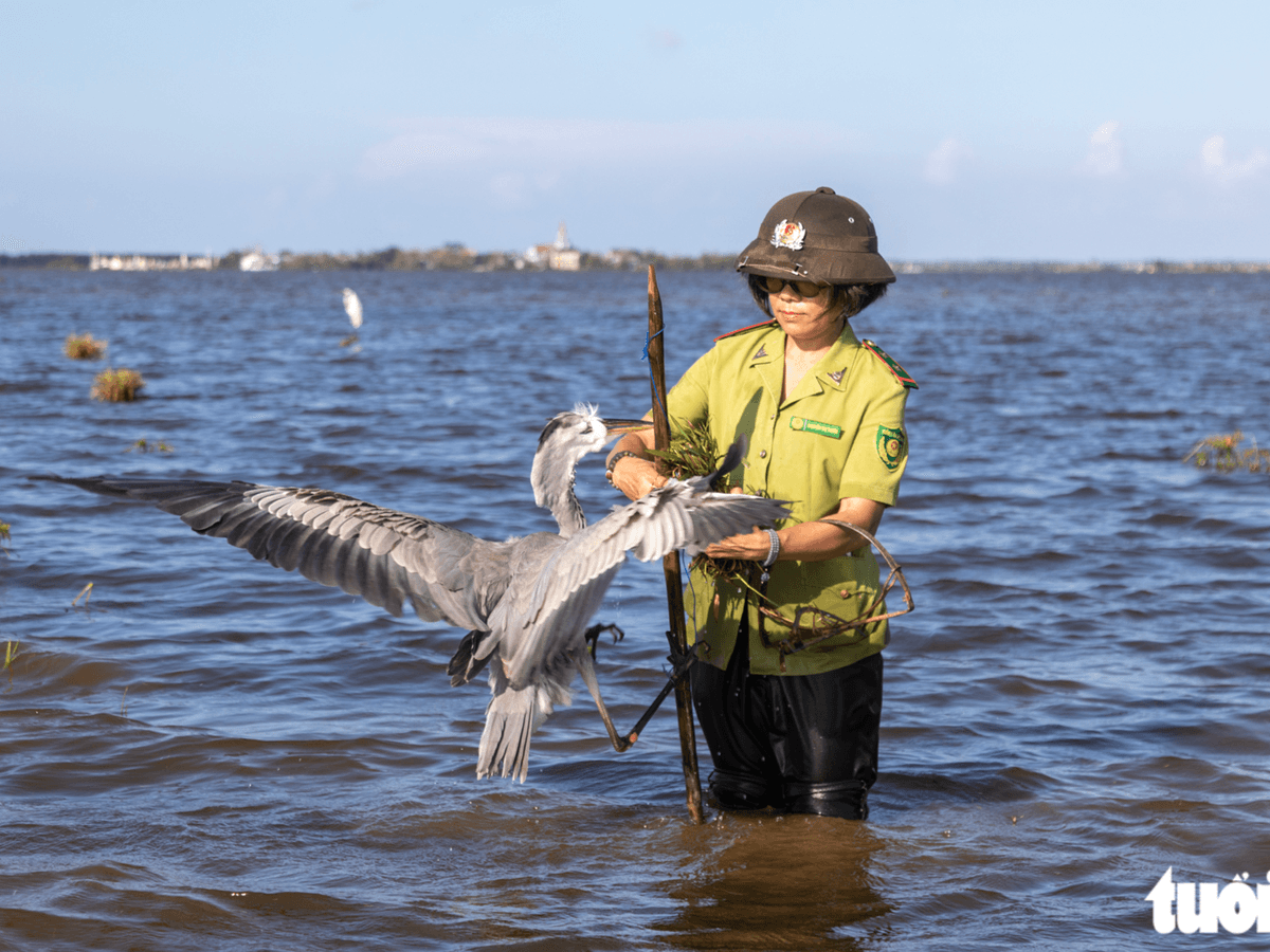 Why Bird Traps Multiply in Vietnam’s Flooded Fields