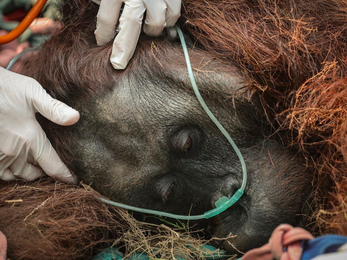 Indonesian Wildfires Threaten Orangutans and Public Health