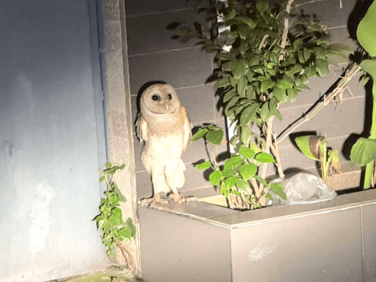 Rescue of a Clipped‑Wing Barn Owl in Ho Chi Minh City