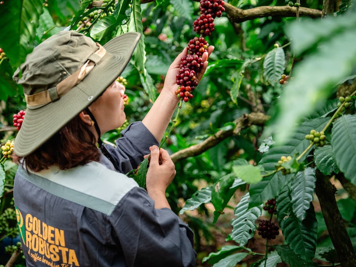 Boosting Vietnam’s Coffee Earnings Through Processing and Regulation