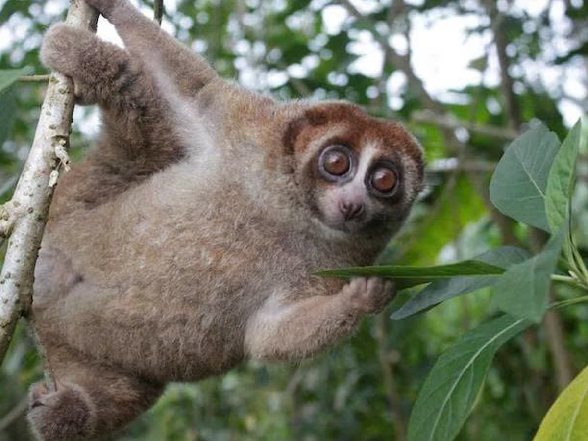 Rediscovering the Bangka Slow Loris Shows Why Surveys and Forest Protection Matter