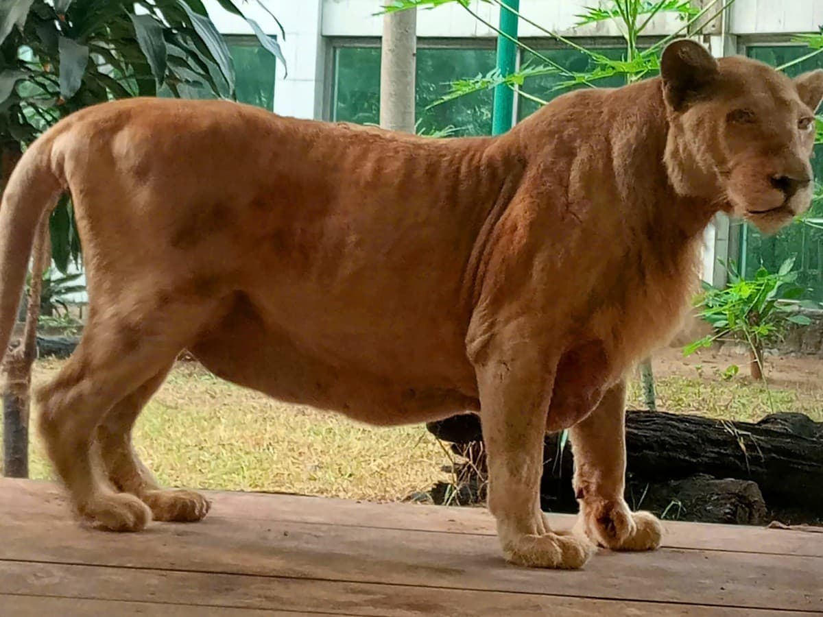Mimi the Lion’s Death Touches a Whole City