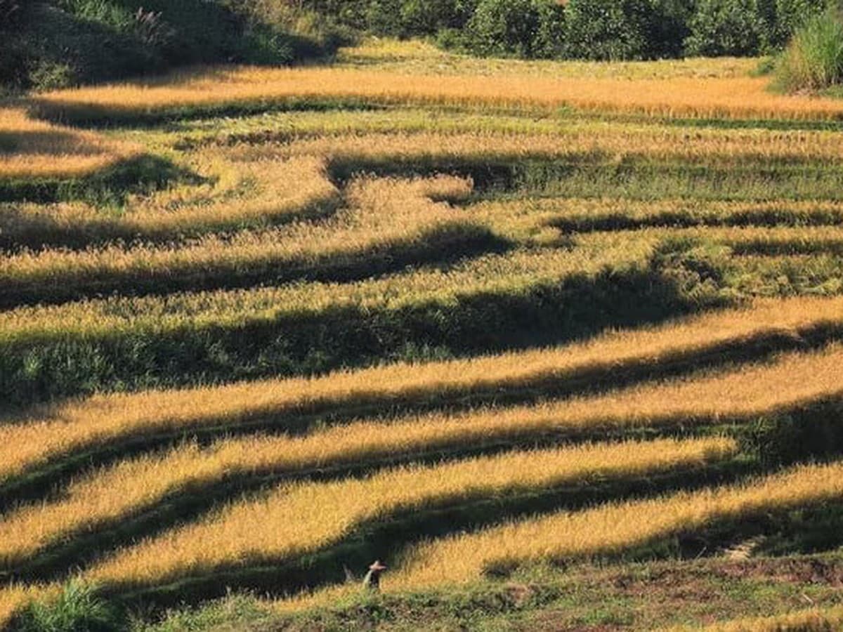 Heritage Tourism Shines at Mien Doi Terraced Field Festival