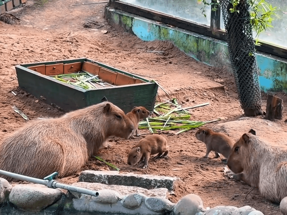 Baby Capybaras Named “I Love You” Show a Vietnamese Blessing