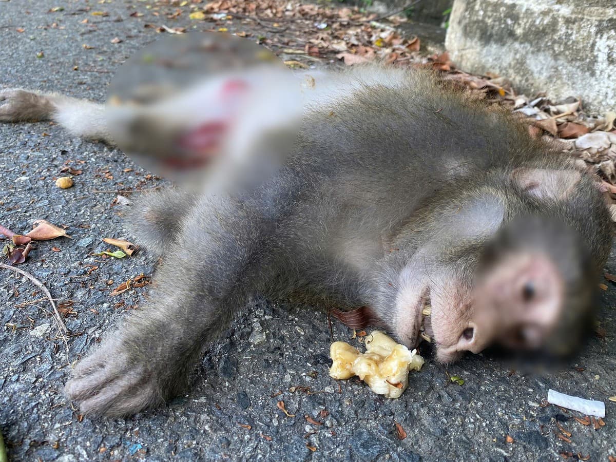 Feeding Monkeys on Son Tra: Why Tourist Snacks Turn Deadly