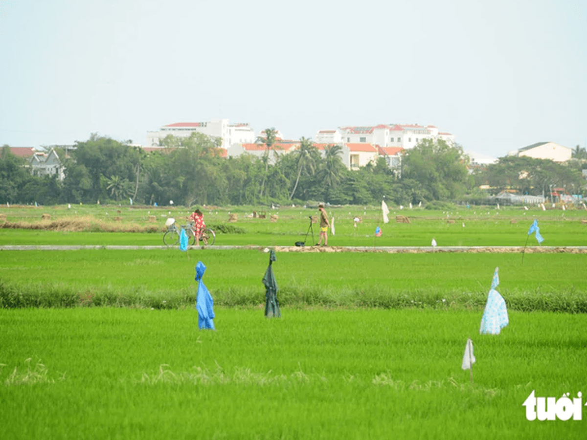 Why Hoi An Visitors Fell 20% and Bookings Will Rise in November