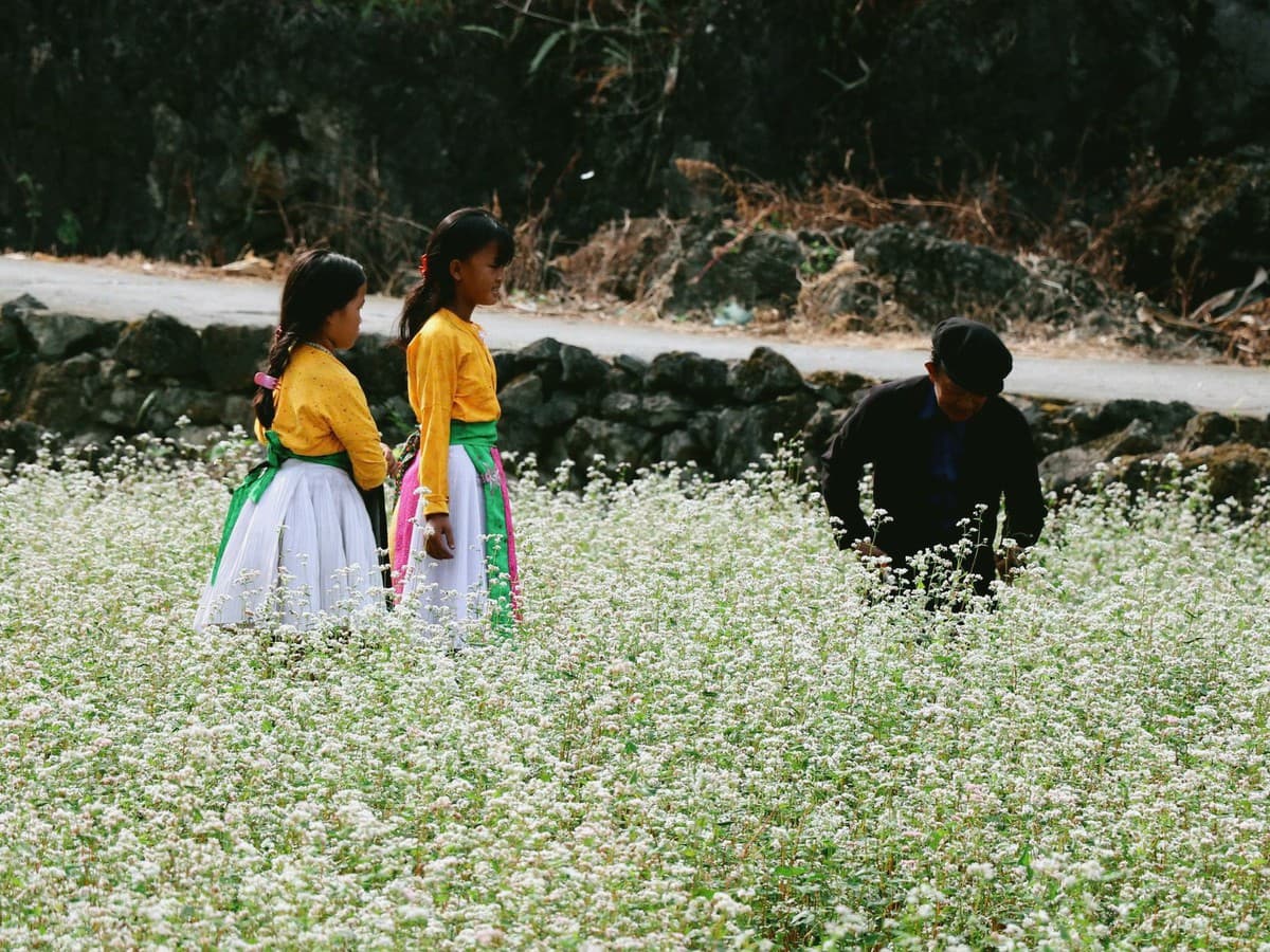 How the Buckwheat Flower Season Affects Travelers