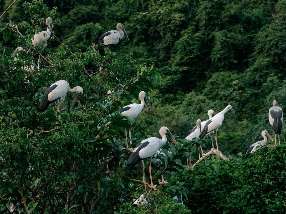 Thung Nham Bird Park: A Unique Wildlife Spot