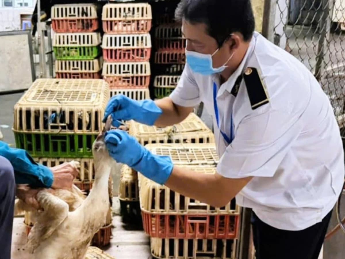 Why Quarantine Papers Matter: The Ho Chi Minh City Poultry Seizure