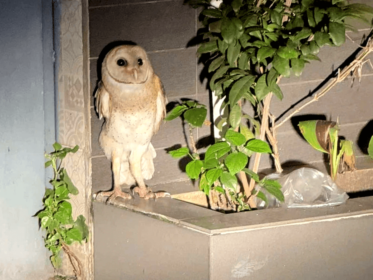 A Clipped Owl’s Death Shows Why Care Matters