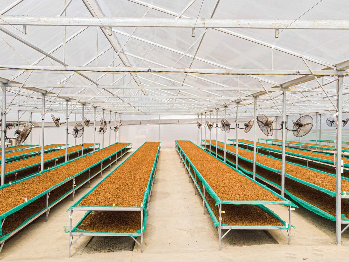 Consistent Quality: The Key to a Strong Vietnamese Robusta Brand
