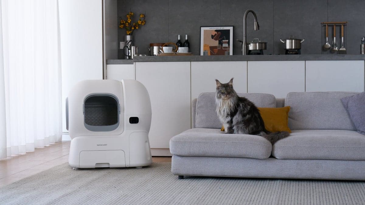 A Big Litter Box for Large Cats