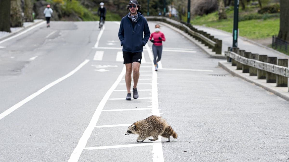 Jimothy the Raccoon is Famous on the Internet