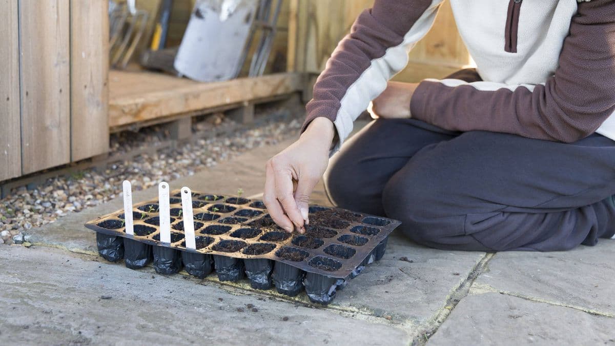 Gardeners urged to plant these seeds in April to 'set themselves up for success' in summer
