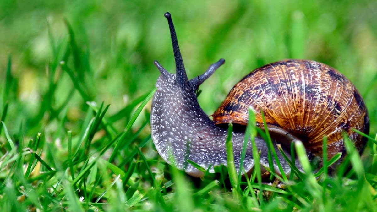 Stop slugs and snails from eating your plants with 1 natural everyday ingredient