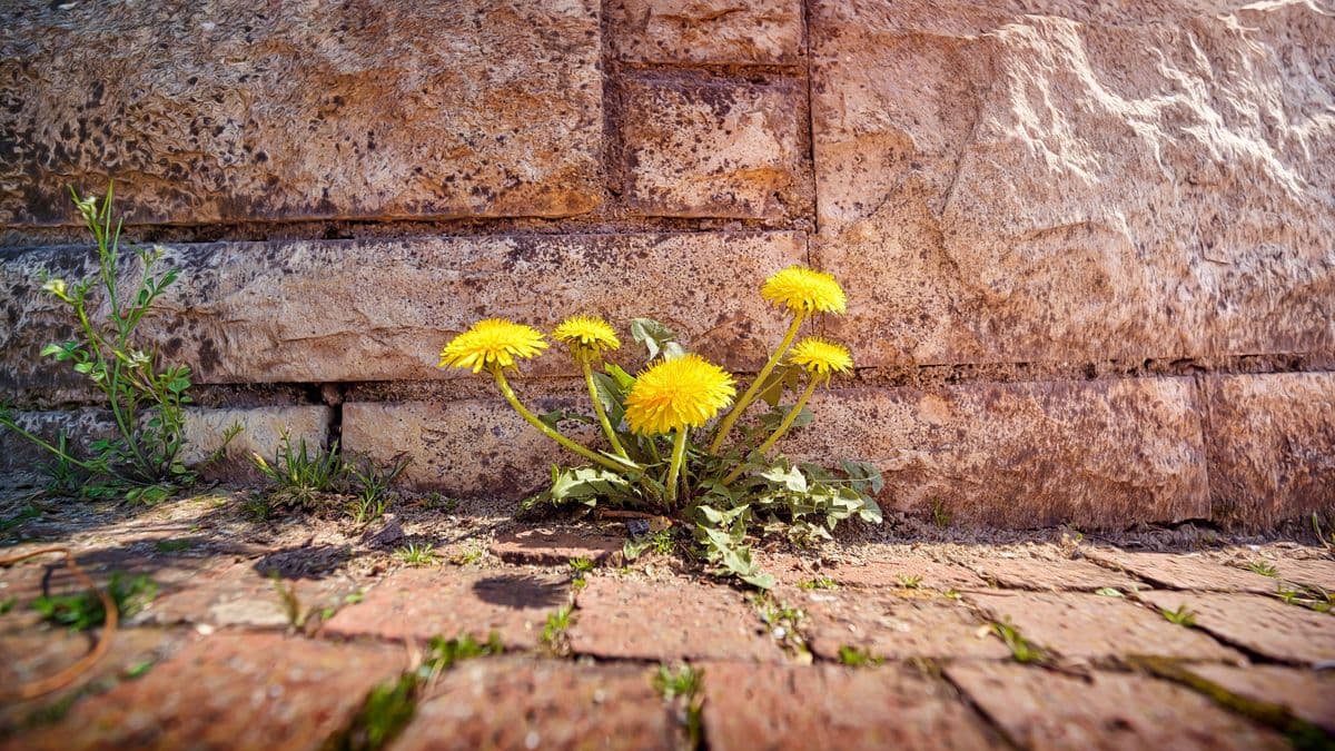 Weeds will not grow on driveways or patios if you use a natural item Alan Titchmarsh loves