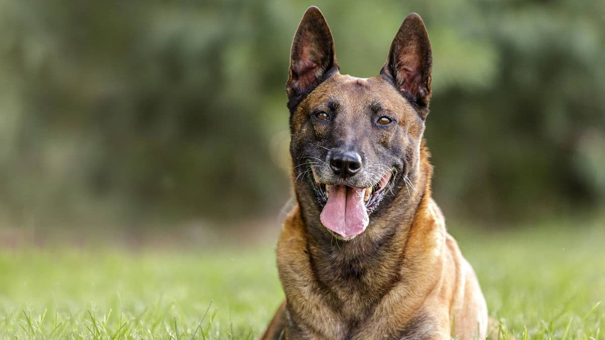 'I'm a vet and these are the five popular dog breeds I'd never own'