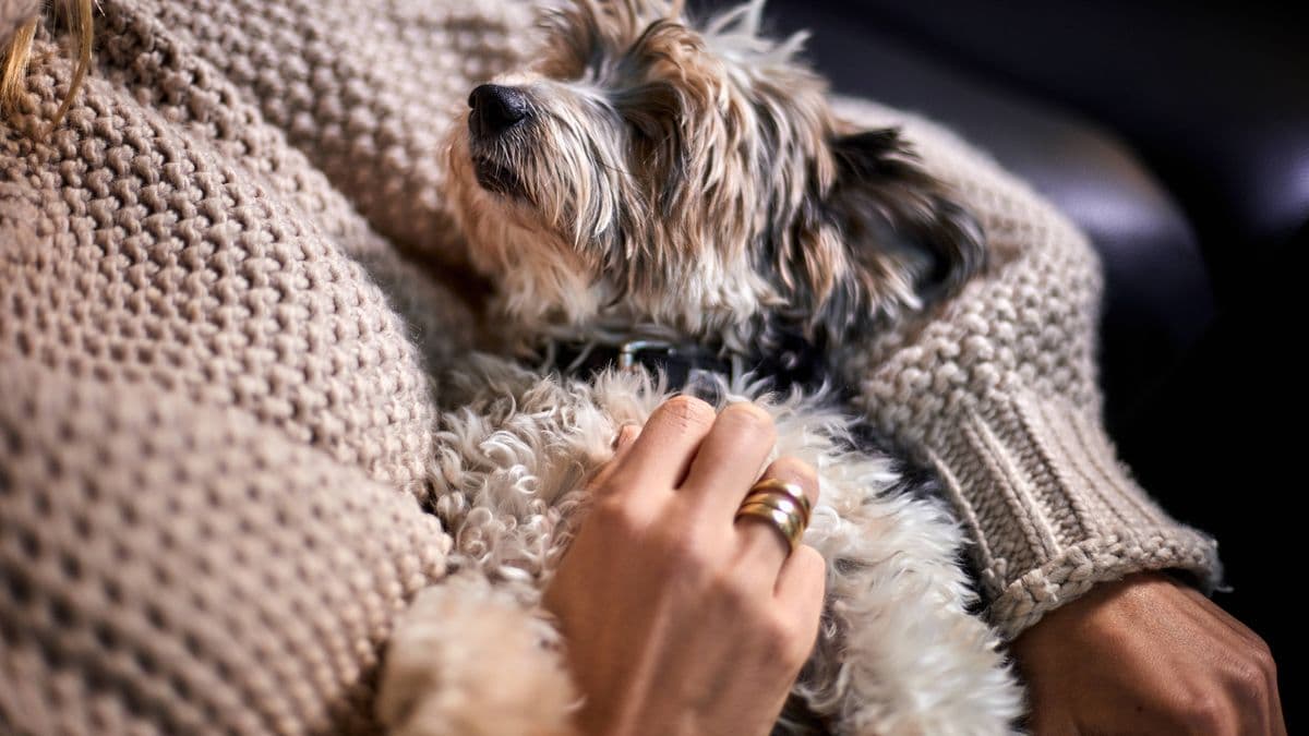 Easy Way to Be Your Dog's Favourite