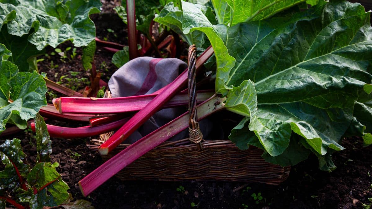 Grow Rhubarb for Better Taste