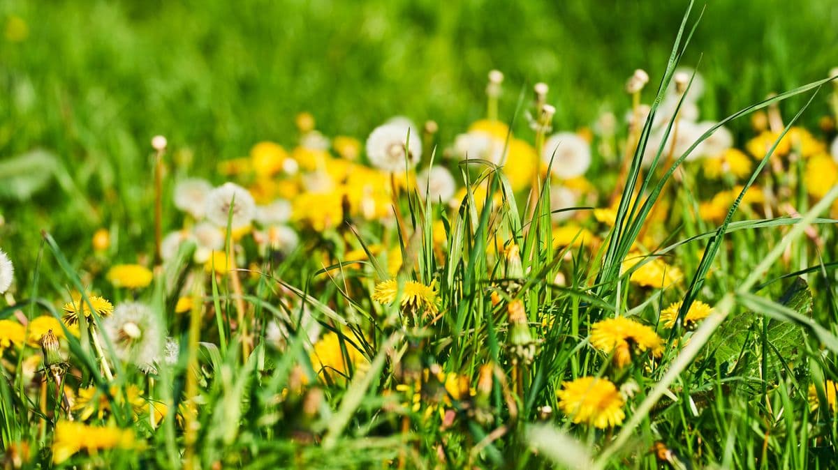 Help Bees by Not Mowing Your Lawn in April
