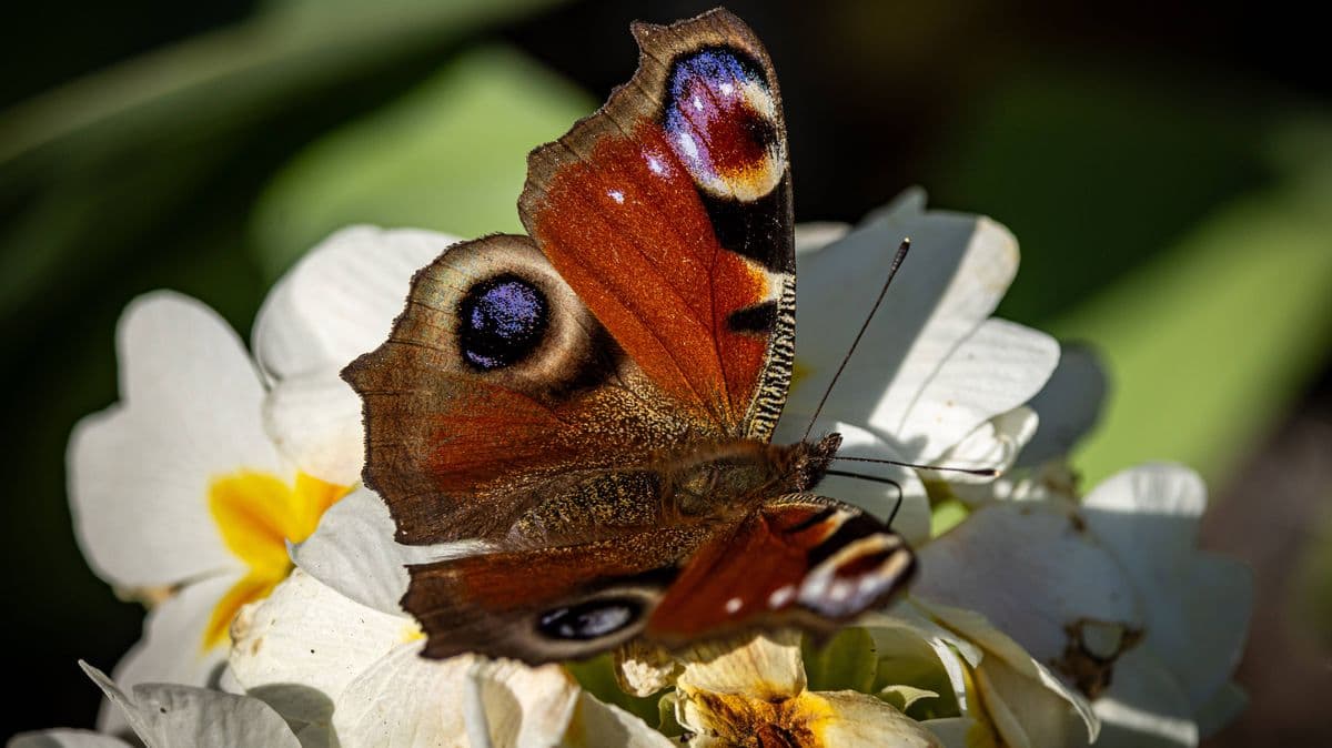 Plant 1 flower to help butterflies and bees