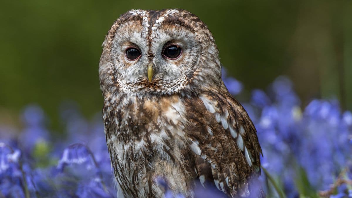 Owls will come into gardens as natural pest control if you do 30-second task