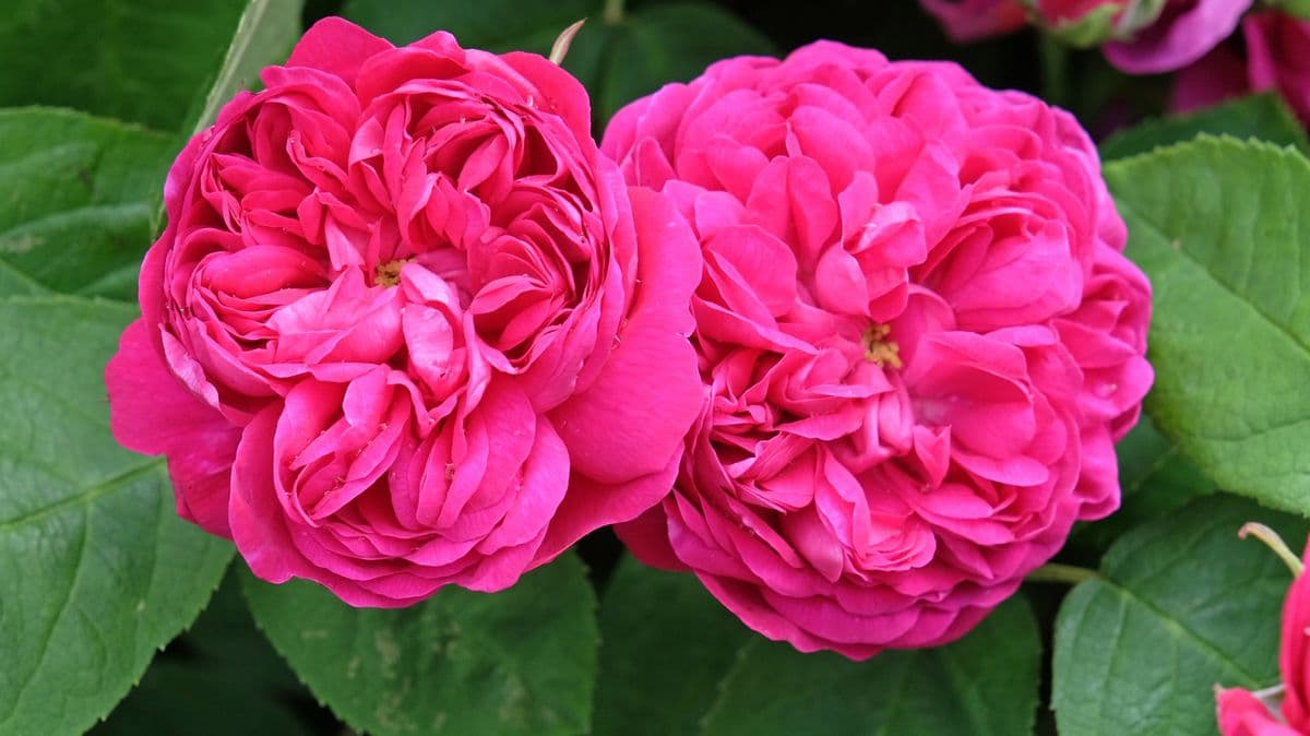 Help Your Roses Grow Stronger This Spring