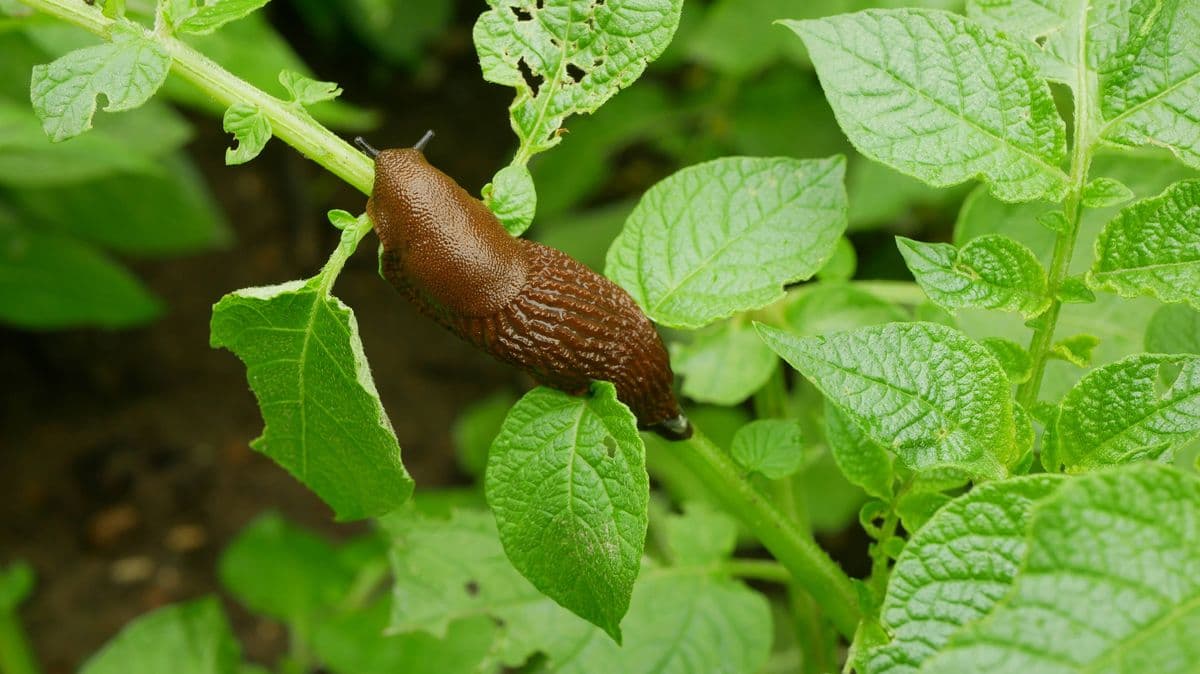 Alan Titchmarsh's Simple Trick to Keep Slugs Away from Plants