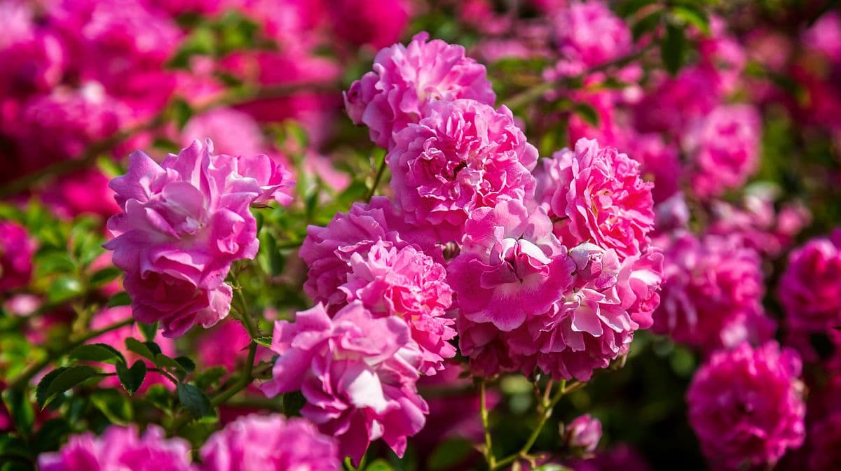 Alan Titchmarsh's Easy Way to Help Roses Bloom in Summer
