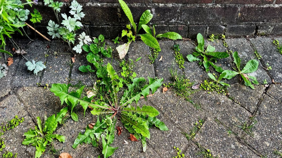 Remove Patio Weeds Naturally in 24 Hours