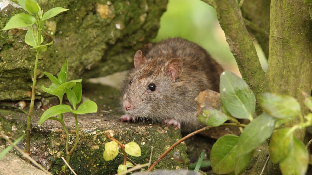 Experts Agree on Plants that Help Keep Rats and Mice Away
