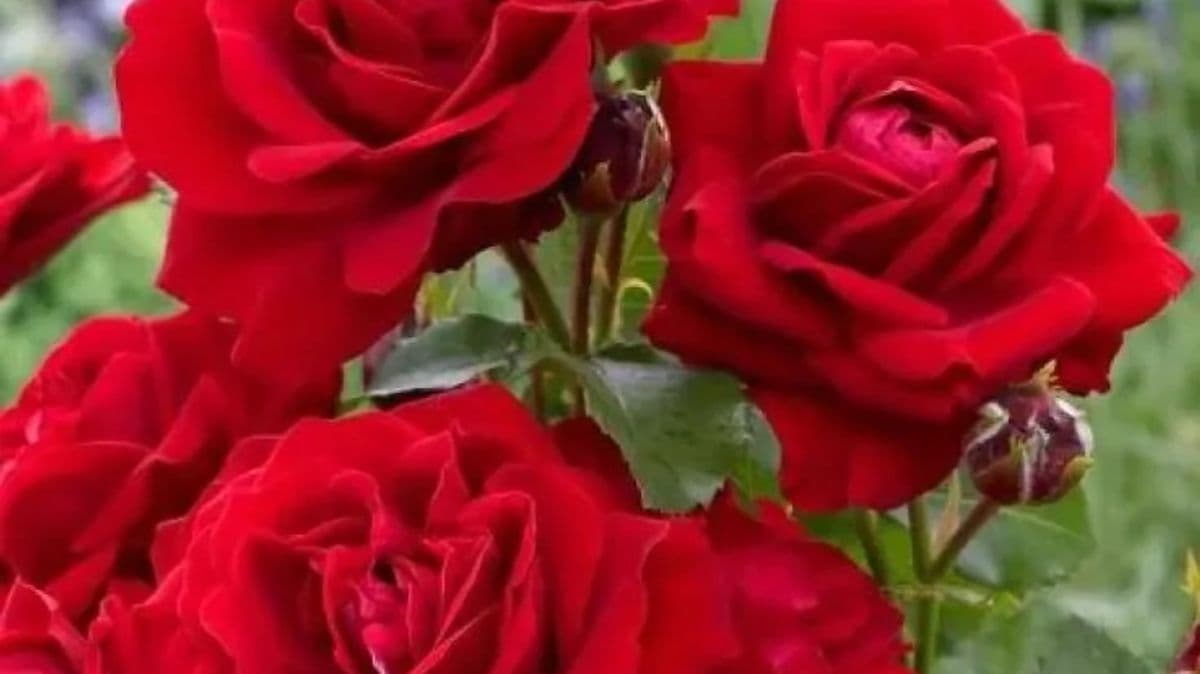 Rose Tree for Small Spaces Now £20