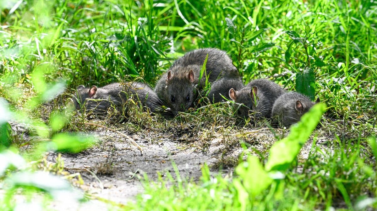 Alan Titchmarsh's Important Advice to Stop Rats from Entering Your Garden This Spring
