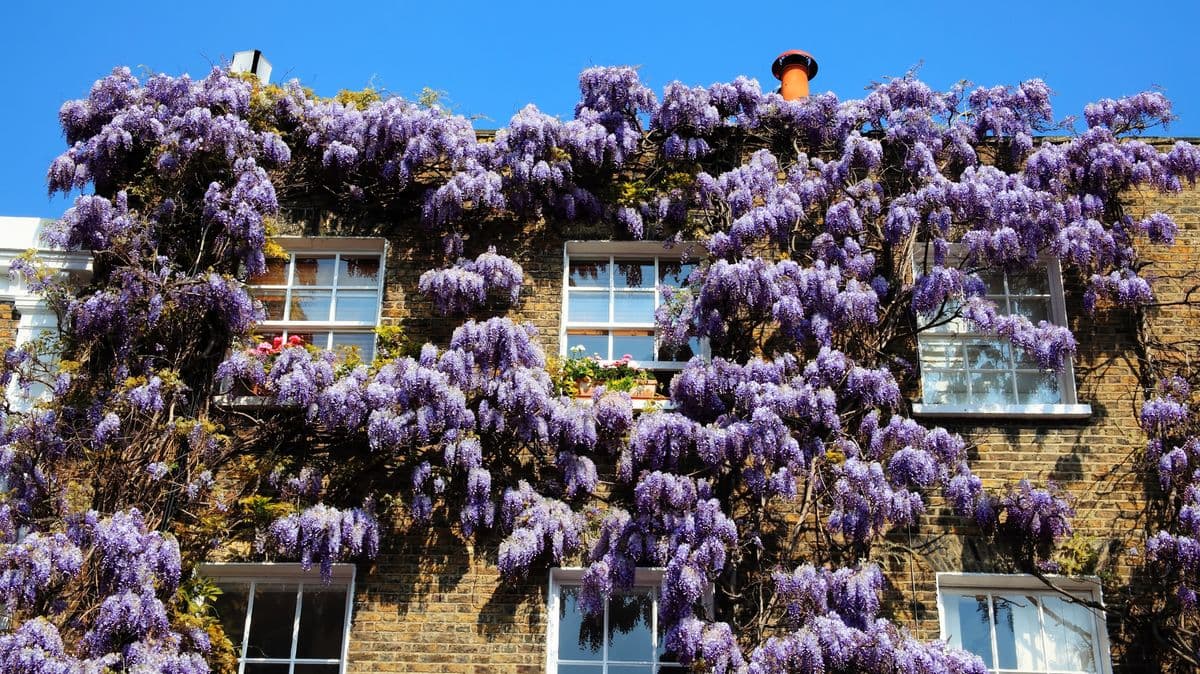 A lovely walk in London with wisteria is like a fairytale