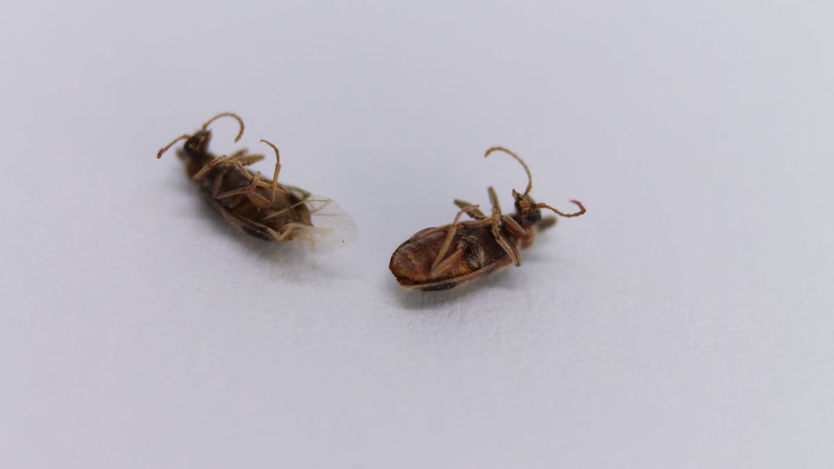 Warning signs for bed bugs in your bed