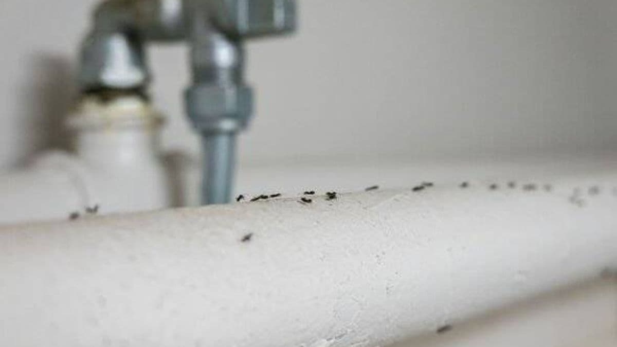 Get rid of ants with a simple home remedy