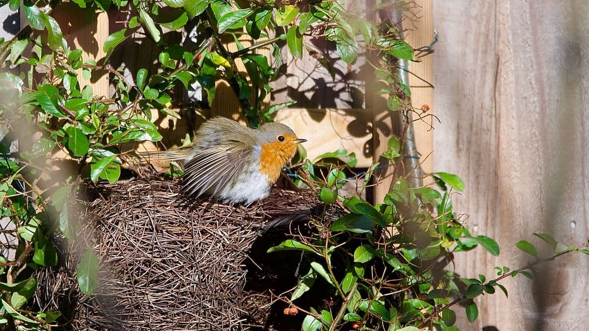 Gardeners must not do one job this month and robins will flock to gardens