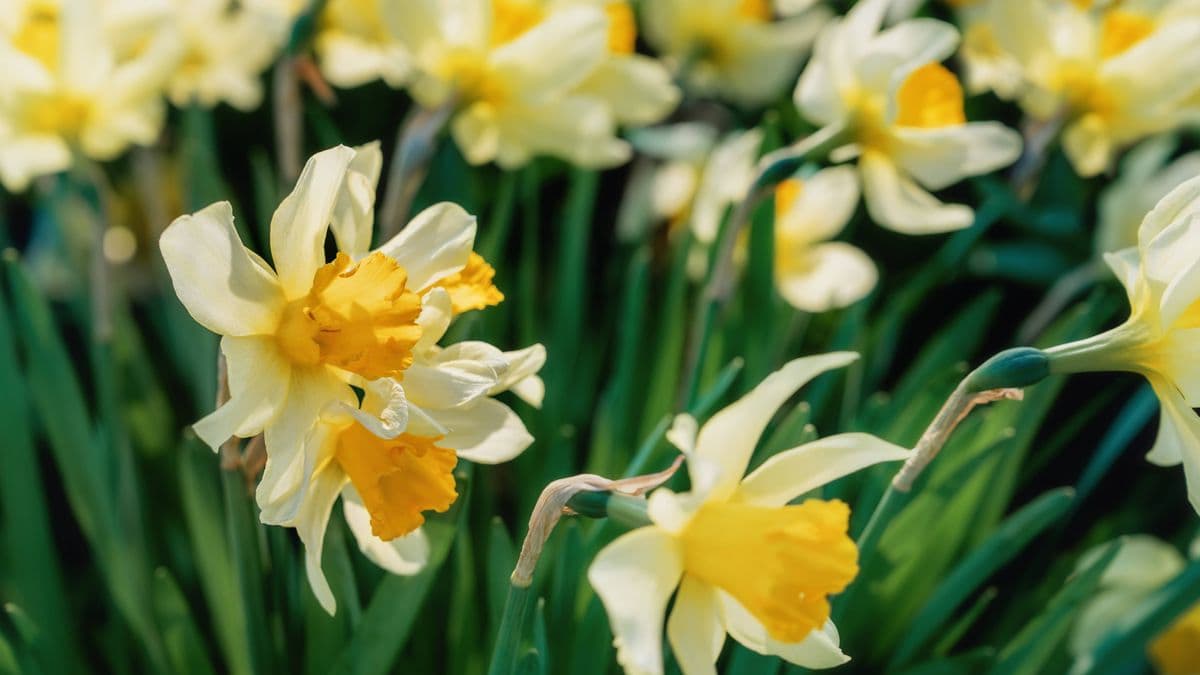Daffodils will thrive year after year if you follow Alan Titchmarsh's important tip