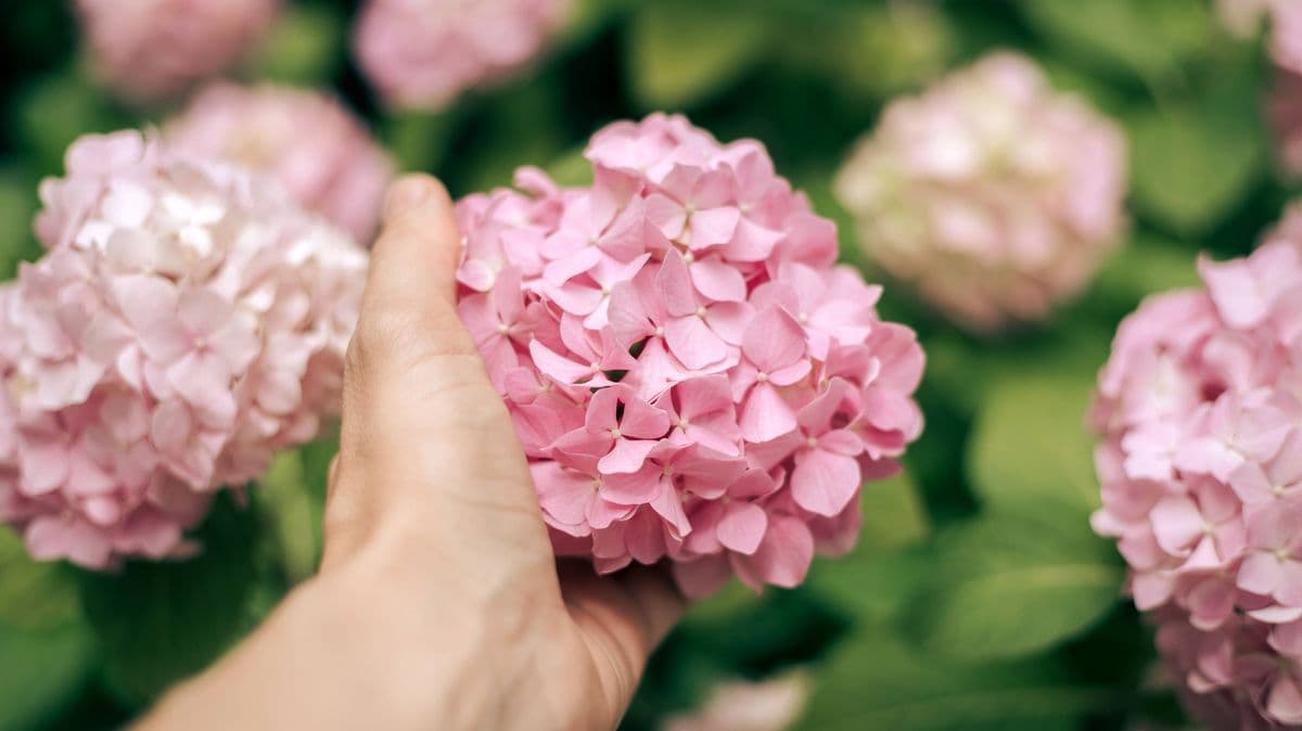 Help Hydrangeas Grow Beautiful Flowers with 3 Easy Spring Tasks