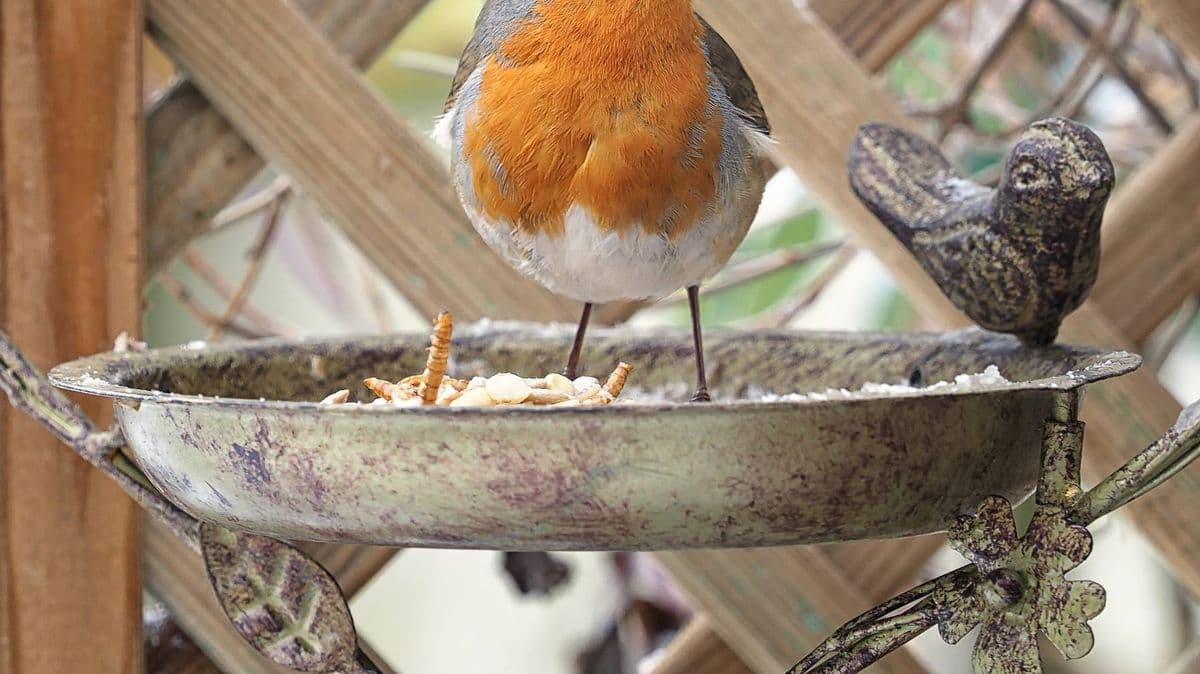 RSPB Asks People to Stop Feeding Birds