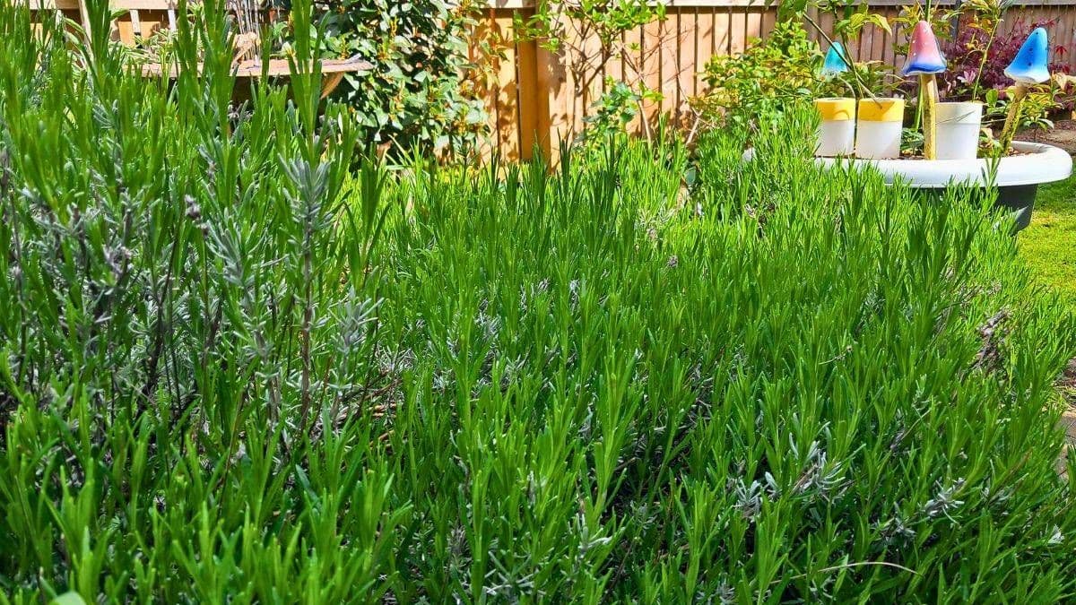 Help Lavender Grow Stronger with a 30-Second Morning Task