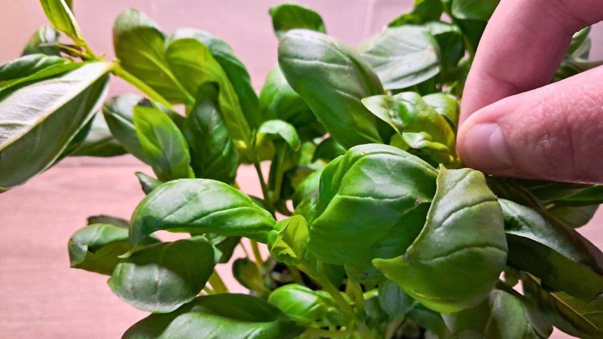 Basil plants grow bigger and more flavorful leaves when I do a simple task once a week