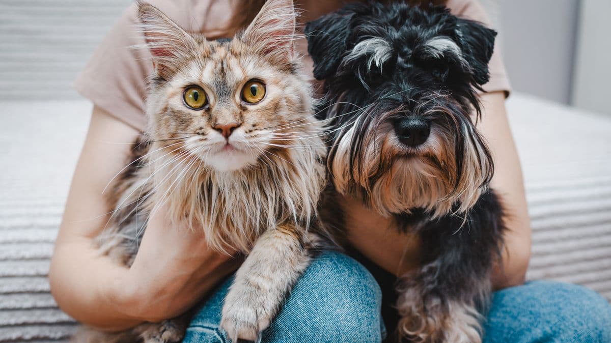 UK Government Warns Dog and Cat Owners About Treatment Risks
