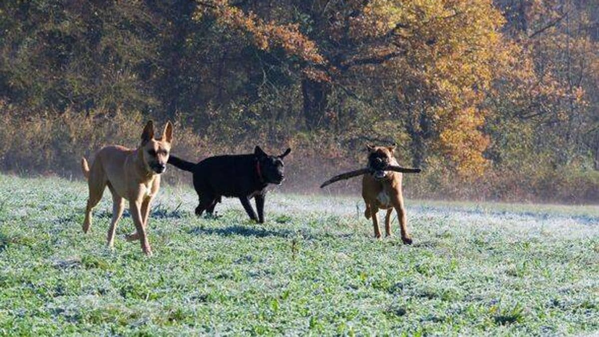 Dog Trainer Says One Breed Isn't Good for Families