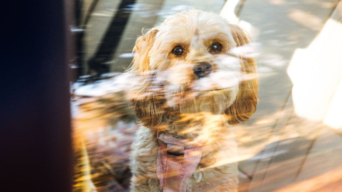 Man Locks Himself in Hot Car to Show Danger to Dogs