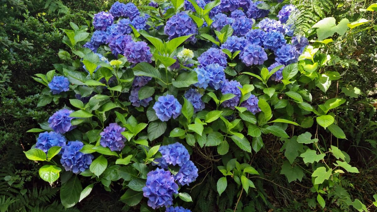 Hydrangeas turn blue with kitchen scraps